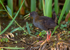 Pardirallus sanguinolentus