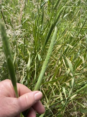 Phalaris aquatica