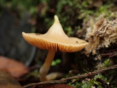 Cortinarius acutus