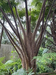 Sphaeropteris