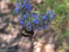 Bombus ephippiatus