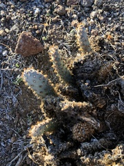 Opuntia basilaris brachyclada