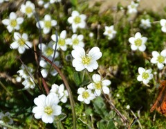Cerastium alpinum