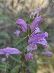 Lamourouxia dasyantha