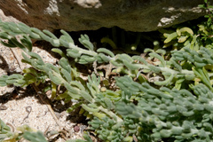 Enchylaena tomentosa