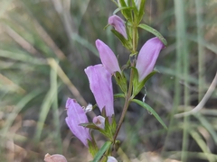 Lamourouxia dasyantha