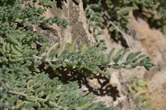 Enchylaena tomentosa