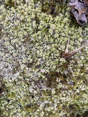 Sphagnum magellanicum