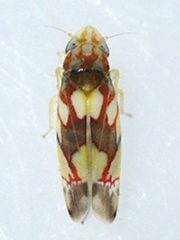 Erythroneura elegans