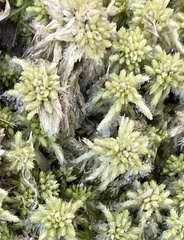 Sphagnum magellanicum