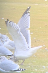 Larus argentatus vegae