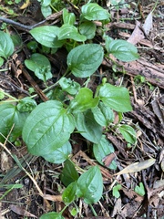 Hackelia latifolia
