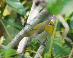 Zosterops japonicus montanus