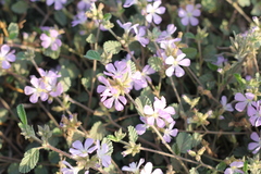 Melochia hermannioides