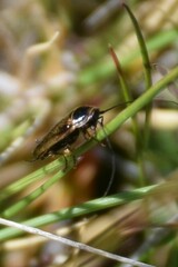 Ectobius lapponicus