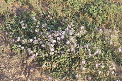 Melochia hermannioides