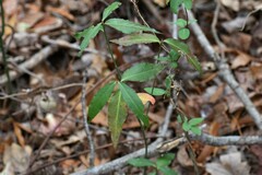 Euonymus americanus