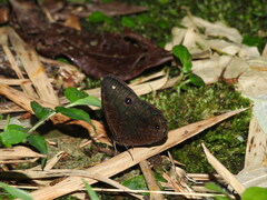 Praepronophila perperna