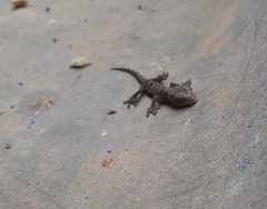 Hemidactylus bowringii