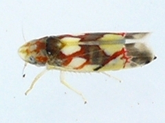 Erythroneura elegans