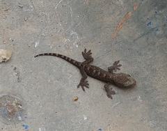 Hemidactylus bowringii