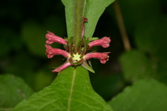 Triosteum perfoliatum