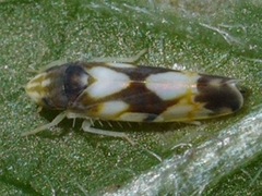 Erythroneura elegans