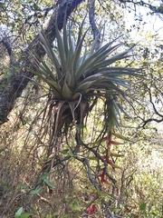 Tillandsia prodigiosa