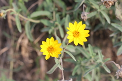 Aspilia montevidensis