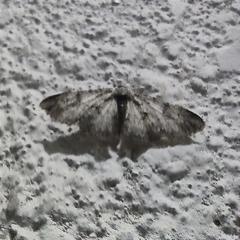 Digrammia colorata