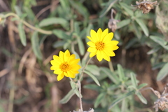 Aspilia montevidensis