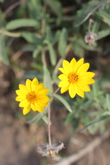 Aspilia montevidensis