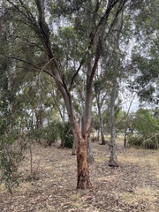 Eucalyptus sargentii sargentii