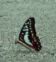 Graphium eurypylus