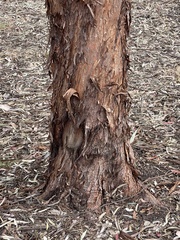 Eucalyptus sargentii sargentii