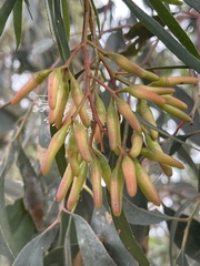 Eucalyptus sargentii sargentii