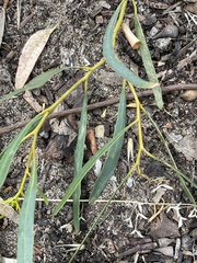 Eucalyptus sargentii sargentii