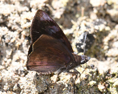 Pellicia costimacula