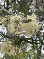 Eucalyptus sargentii sargentii
