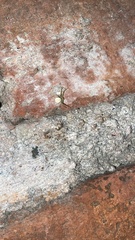 Misumenops