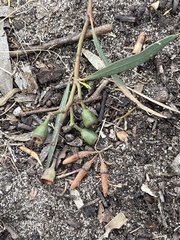 Eucalyptus sargentii sargentii