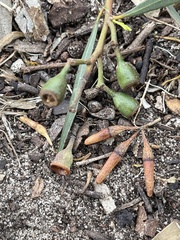 Eucalyptus sargentii sargentii