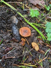 Heimiomyces fulvipes