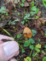 Heimiomyces fulvipes