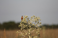 Sporophila hypoxantha