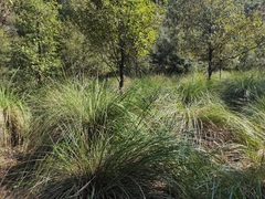 Muhlenbergia rigens