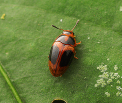 Mycotretus panamanus