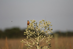 Sporophila hypoxantha