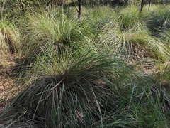 Muhlenbergia rigens