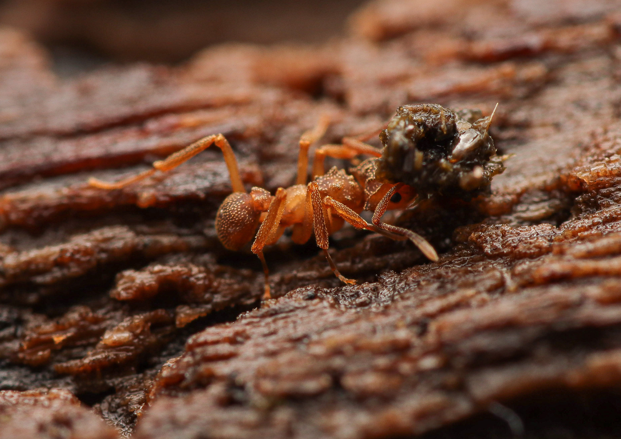 Cyphomyrmex salvini